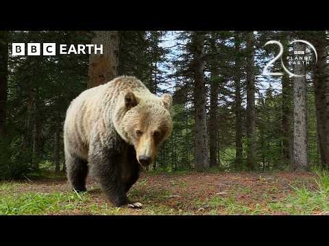 Grizzly Bears Enjoy A Back Scratch! | 20 Years of Planet Earth II | BBC Earth