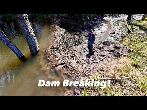 This Beaver Dam Flooding The Land!