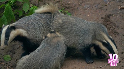 How badger families stay close while exploring forest paths