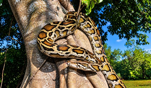 Burmese pythons may have a surprising Florida origin story