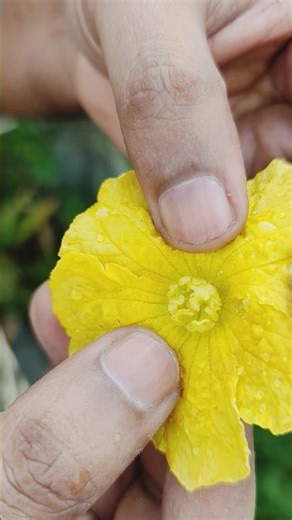How to Do Hand Pollination in Plants | Easy Method for Better Fruit Growth 🌼🌱