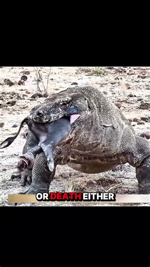This Lizard Eats Everything Whole! 🦎😱 #shorts #wildlife