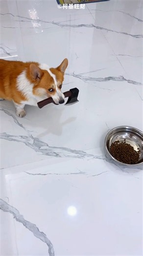 Dog Demands More Food 😍🐶 #bts