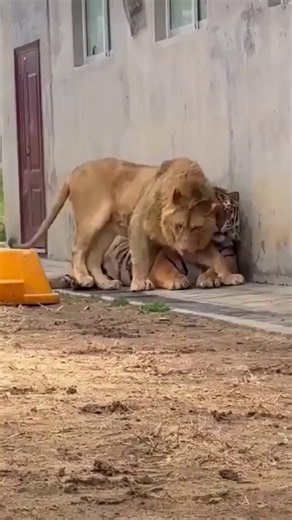 Tigers are solitary creatures that value personal space, while lions are social and clingy, often encroaching onto the tiger's very space