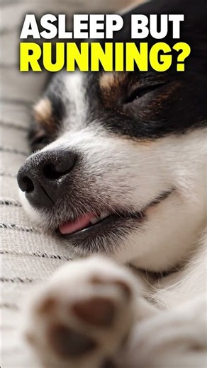 Why Do Dogs Run in Their Sleep?#dogs #dogscience #petscience #remsleep #animalscience