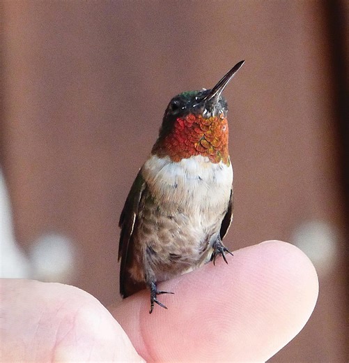 Hummingbird migration map shows when and where they are in Tennessee