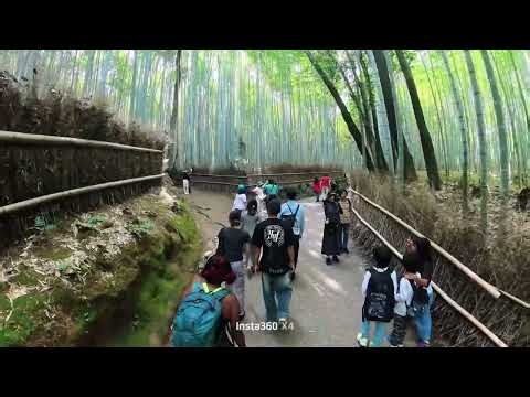 Walking Through Arashiyama Bamboo Forest 🎋 | Kyoto, Japan 
