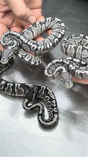 The True Ghost Ball Python Project Is Getting Better (Axanthic Hypo)