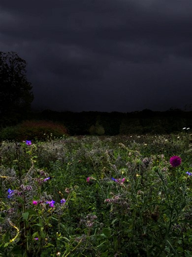 Wildflower Meadow Beneath a Dark Thunderstorm [ Want to watch the full video with better sound? comment