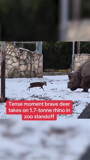 Brave Deer Challenges Rhino in Unusual Zoo Standoff