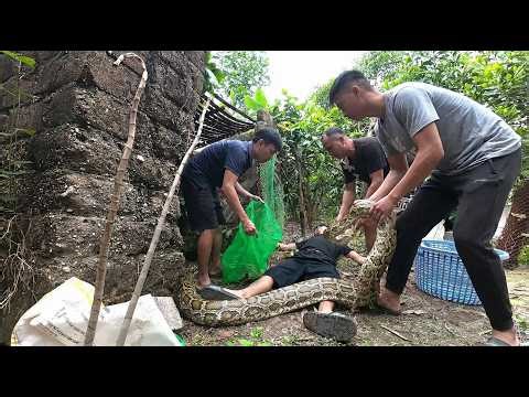 Terrifying Giant Python Attacks Man – Brave Rescue Just in Time