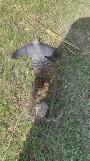 “Falcon Hunting Moment 🦅 Nature’s Smart Predator in Action!”