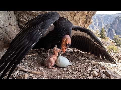 California Condor Life Cycle: From Egg to First Flight | DTTV37 Official