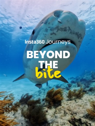Most people think saving sharks is a job for scientists. They're wrong. This Shark Awareness Week, we're showing how every diver can contribute to shark conservation through the PADI AWARE Global Shark & Ray Census 🦈 Every sighting becomes valuable data that helps protect vulnerable species, deepen our understanding of ocean health, and inform conservation efforts around the world. Join the movement at action.padiaware.org, and stay tuned for the full video on July 10. #Insta360 #Insta360Journe