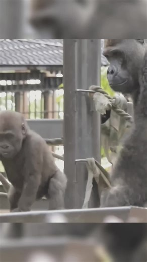 Exploring Gorilla Behavior in Wildlife Conservation