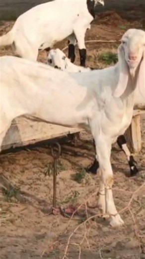 today live update #goat #beautifullgoats #animals #whitegoat