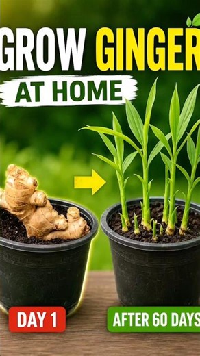 🌱 How to Grow Ginger at Home in a Pot | Amazing Ginger Growing Time-Lapse #Shorts