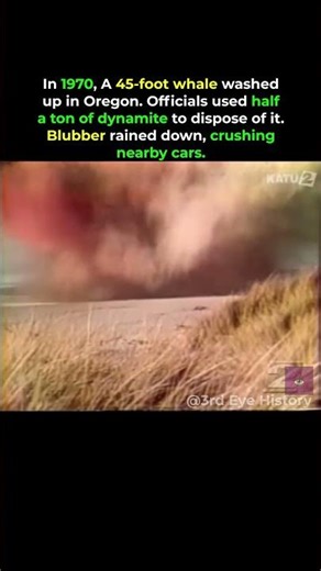 The Exploding Whale #shorts