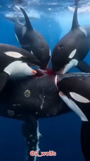Orcas Surround a Giant Stingray 😱 | Incredible Underwater Hunt #shorts