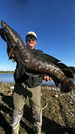 Câu cá khổng lồ🐟 #fishing #fish #tiktok #douyin #viral #viralvideo
