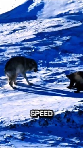 Wolverine vs Wolf – Who Actually Wins? #animals #wildlife