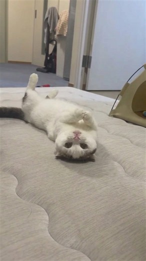 無防備なのに猫パンチ炸裂🤣🐾 #マンチカン #猫 Shorts