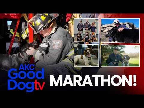 Incredible Dog Stories Marathon 🐾 | AKC Good Dog TV (Full Episodes)