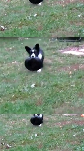 cardigan welsh corgi puppy 5 months old plays frisbee in the yard