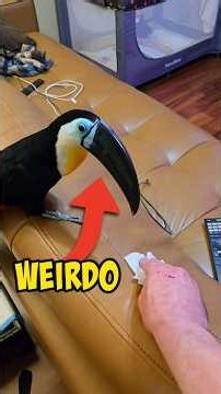 bizarre reason toucans attack you #animals #birds #toucan #parrot #cat #pets #cute #funny