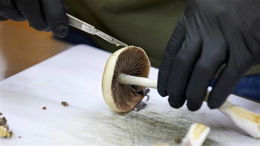 Watch The Faulkner Focus: Season 2026, Episode 82, "Friday, April 24" Online - Fox Nation