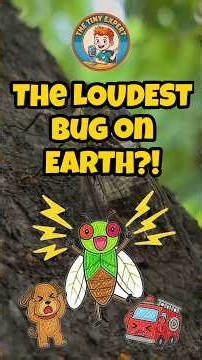 The LOUDEST Bug on Earth?! Cicada Facts for Kids