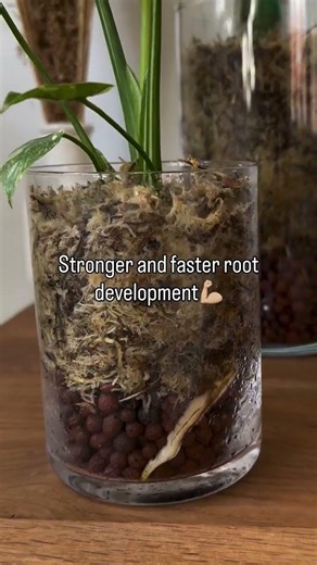 Why I Grow Plants In Sphagnum Moss 🌿 #shorts