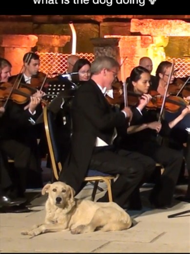 He just wanted to hear the music better #classicalmusic #rachmaninoff #piano #tchaikovsky #violin #scriabin #dog