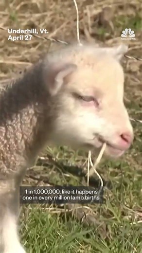 Vermont sheep gives birth to rare sextuplets