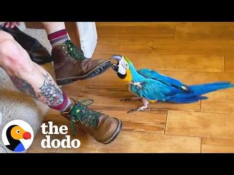28-Year-Old Macaw Is Jealous Of Mom's Boyfriend | The Dodo