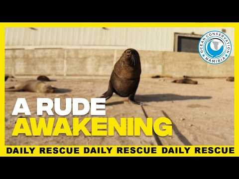 Antoine Couldn't Sneak Up on This Seal to Save His Life