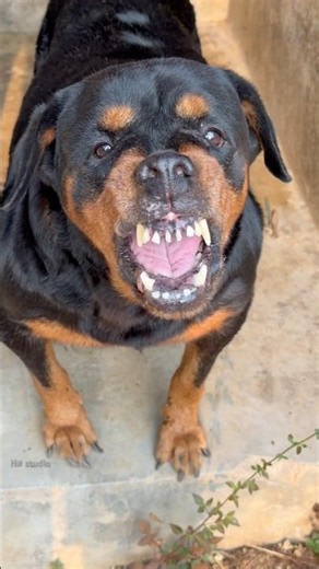 Angry dog barking sounds #puppy #dogtalk #dogcommunication #pets #petsempire #rottweiler