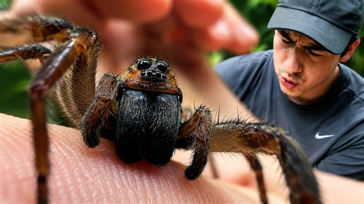 Watch what happens after a wolf spider bites a human... "No turning back"