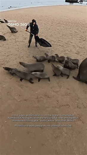 DJI on X: "Ocean Conservation Namibia rescues Cape fur seals entangled in abandoned fishing gear and plastic waste — captured from different perspectives with Osmo 360 II and Osmo Action 6. Rescues performed by trained OCN professionals. Please do not attempt. 🎬: oceanconservationnamibia" / X