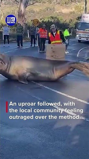 Workers defend methods used to remove popular seal | 9 News Australia