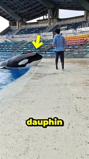 Un dauphin espiègle découvre un poisson surprenant