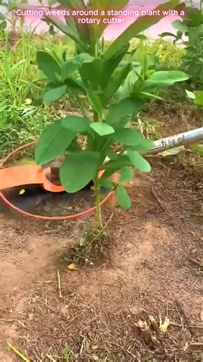 🌱⚙️ Rotary Weed Cutter for Clearing Grass Around Plants