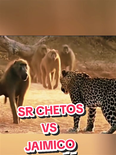 el señor chetos y sus aventuras #fyp #parati #animales #humor #risas | animals