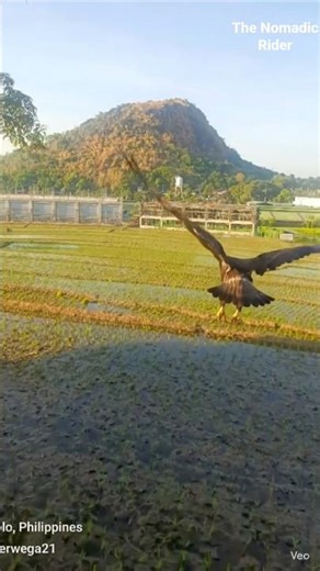 @Eagle Bird Chasing Herons Flocks #birds #birdtrend #nature #lol #ai #aivideo #aigenerated #scenery