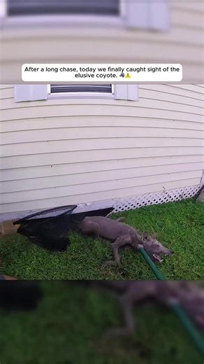 Part 2: After a long chase, today we finally caught sight of the elusive coyote. #rescue #trending #love #fyp #animals