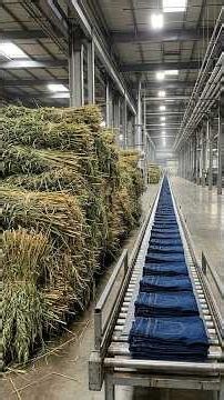 Hemp Plants Transform Into Denim Jeans 🌿👖😱