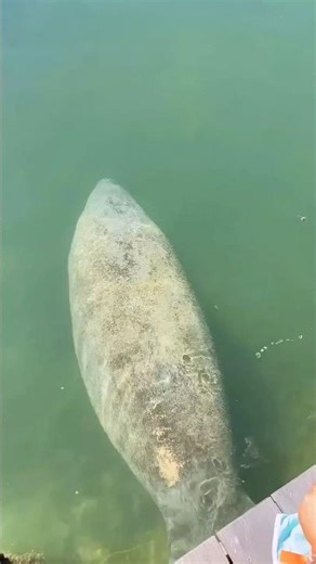 Meet the Manatee: The Gentle Giant of the Sea Who Can't Resist Fresh Water. #usashorts