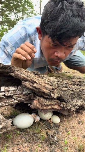Man surprised when he opened the bark to find turtle and parrot eggs