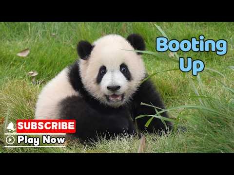 Fresh Out Of The “Panda Factory” | iPanda