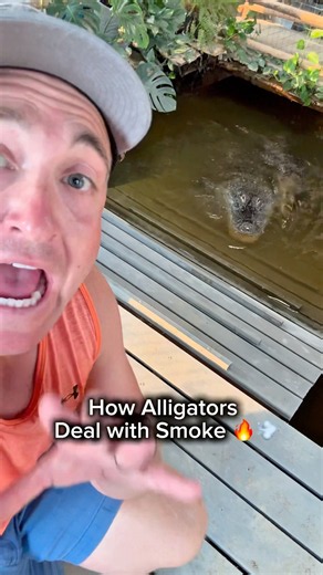 How Alligators Deal with Smoke 🔥💨#shorts #alligator